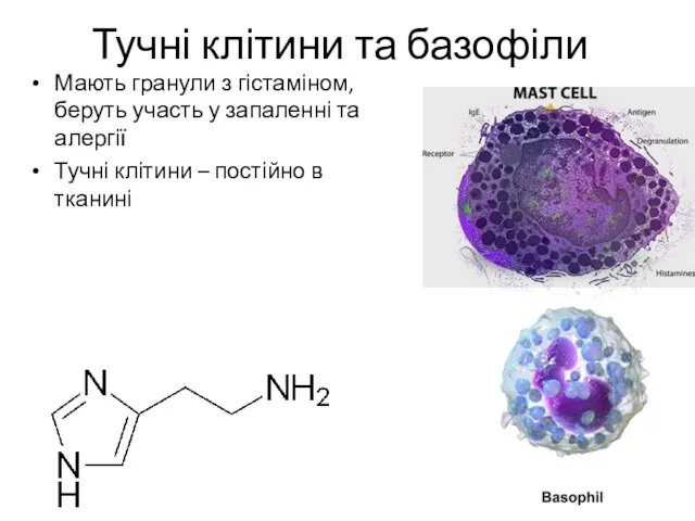 Тучні клітини та базофіли Мають гранули з гістаміном, беруть участь у