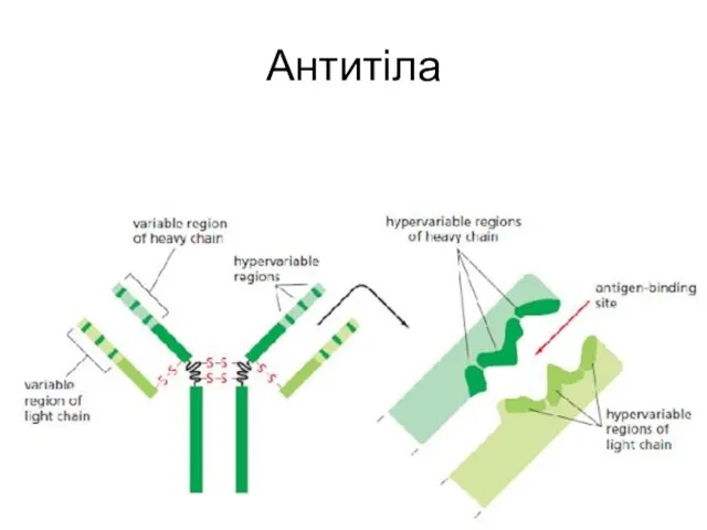 Антитіла