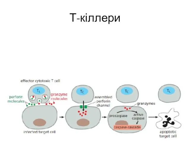 Т-кіллери