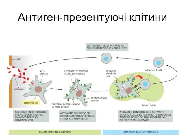 Антиген-презентуючі клітини