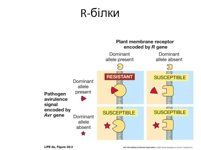 R-білки