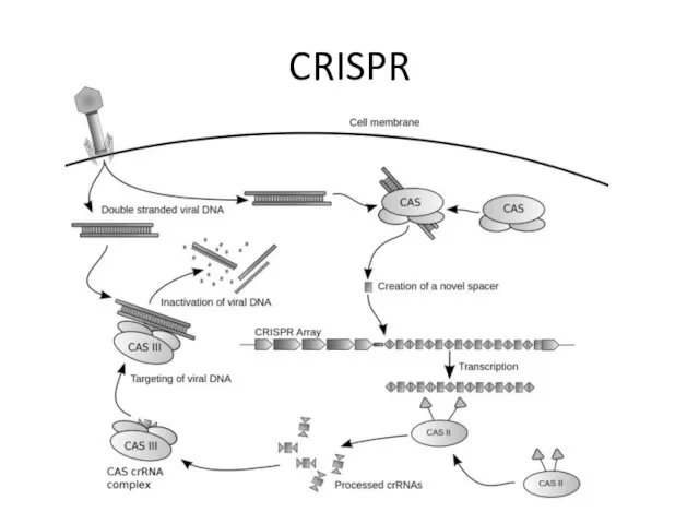 CRISPR