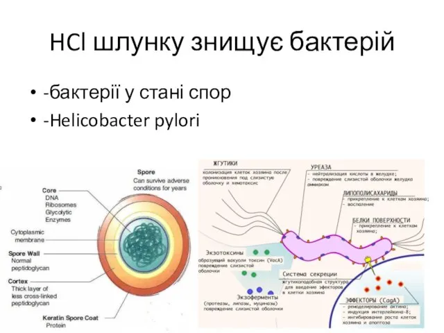 HCl шлунку знищує бактерій -бактерії у стані спор -Helicobacter pylori