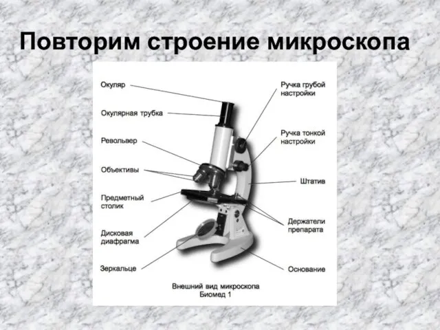 Повторим строение микроскопа