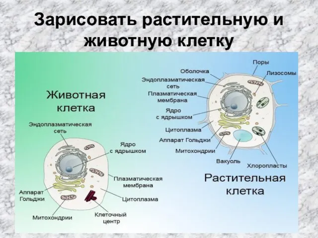 Зарисовать растительную и животную клетку