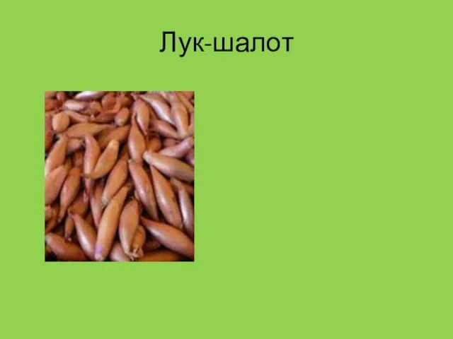 Лук-шалот