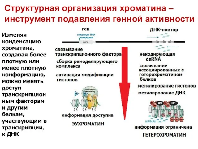 Изменяя конденсацию хроматина, создавая более плотную или менее плотную конформацию, можно