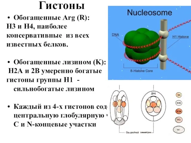 Гистоны Обогащенные Arg (R): Н3 и Н4, наиболее консервативные из всех