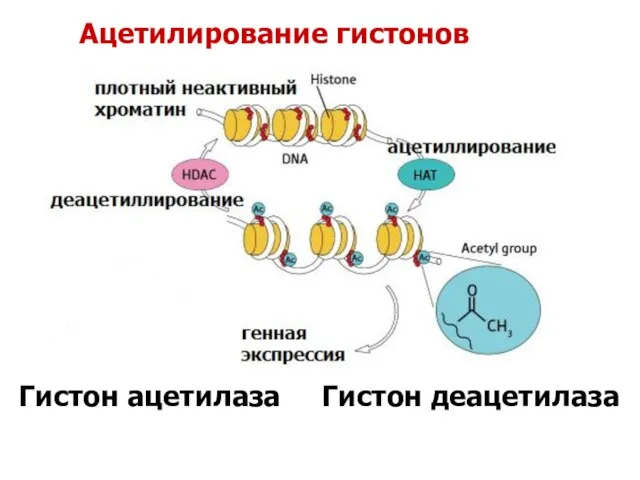 Гистон ацетилаза Гистон деацетилаза Ацетилирование гистонов