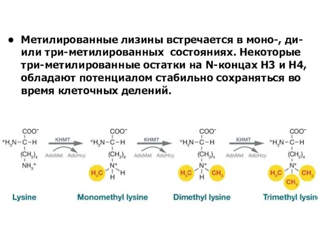 Метилированные лизины встречается в моно-, ди- или три-метилированных состояниях. Некоторые три-метилированные