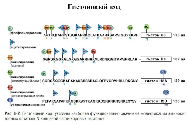 Гистоновый код