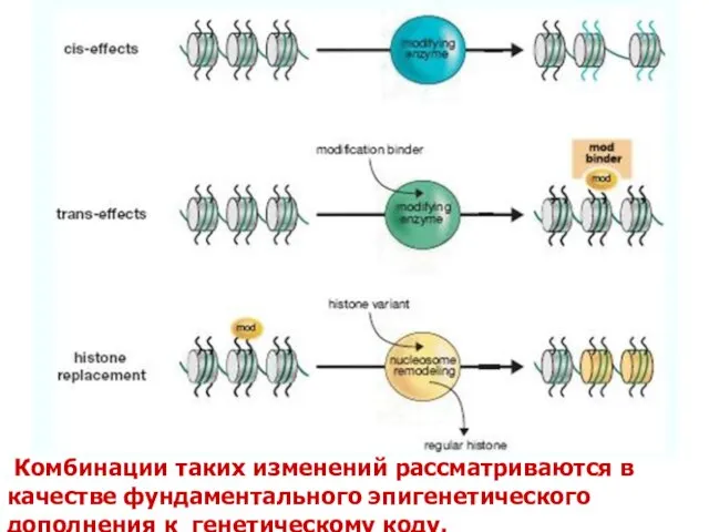 Комбинации таких изменений рассматриваются в качестве фундаментального эпигенетического дополнения к генетическому коду.