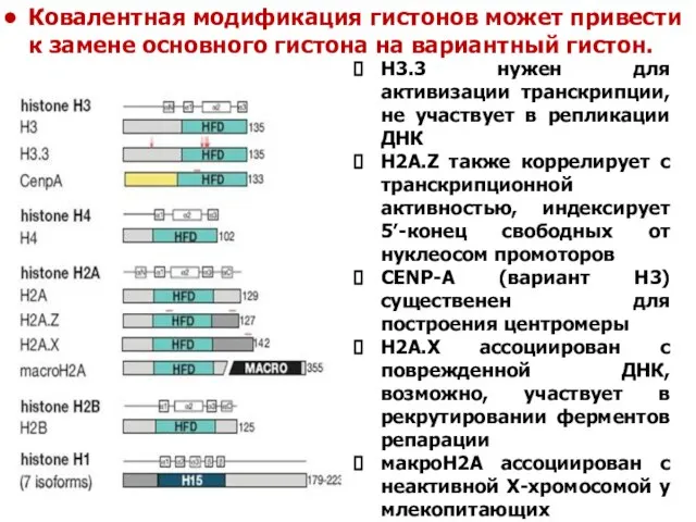 Ковалентная модификация гистонов может привести к замене основного гистона на вариантный