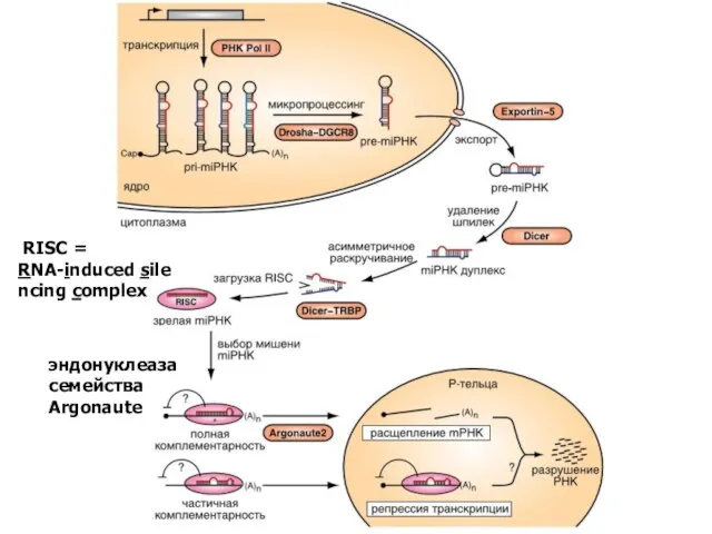 RISC = RNA-induced silencing complex эндонуклеаза семейства Argonaute