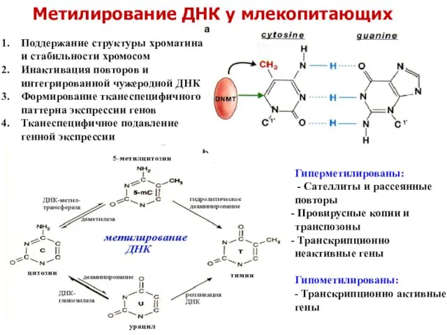 Метилирование ДНК у млекопитающих Поддержание структуры хроматина и стабильности хромосом Инактивация