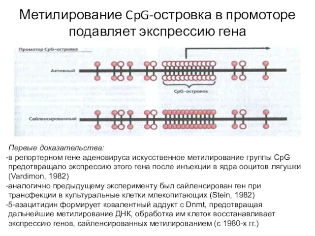 Метилирование CpG-островка в промоторе подавляет экспрессию гена Первые доказательства: в репортерном