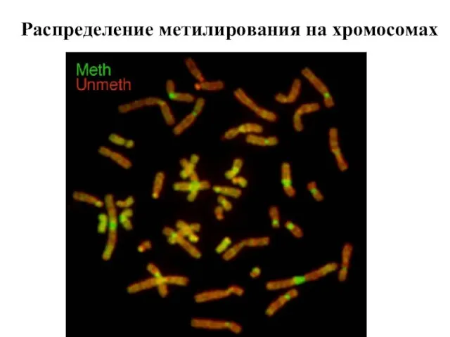 Распределение метилирования на хромосомах