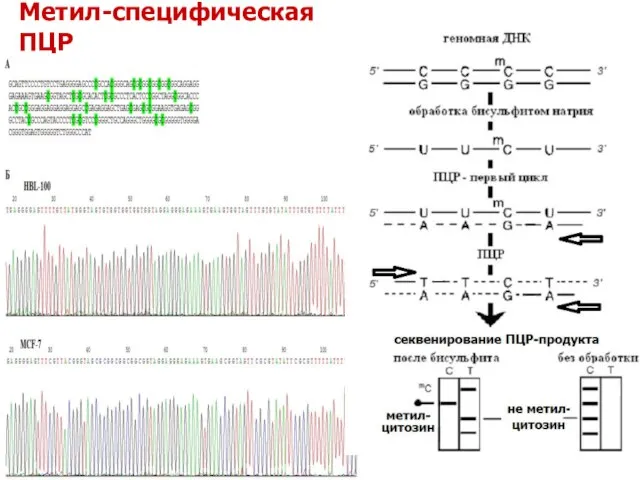 Метил-специфическая ПЦР