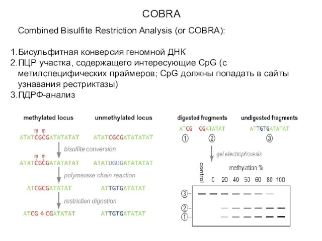 COBRA Combined Bisulfite Restriction Analysis (or COBRA): Бисульфитная конверсия геномной ДНК