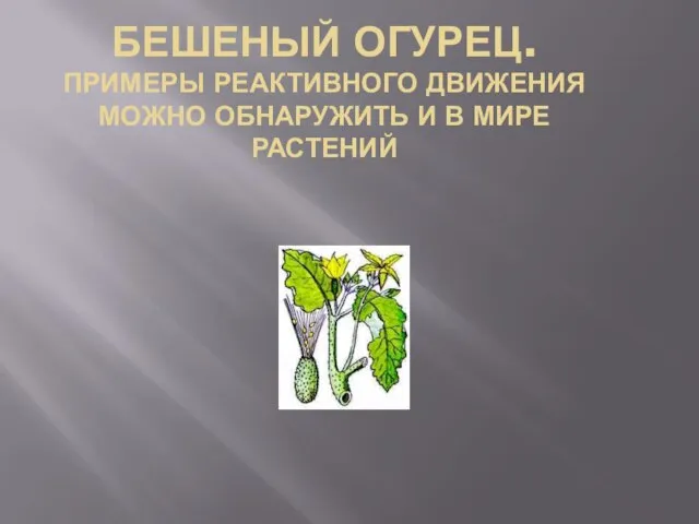 БЕШЕНЫЙ ОГУРЕЦ. ПРИМЕРЫ РЕАКТИВНОГО ДВИЖЕНИЯ МОЖНО ОБНАРУЖИТЬ И В МИРЕ РАСТЕНИЙ