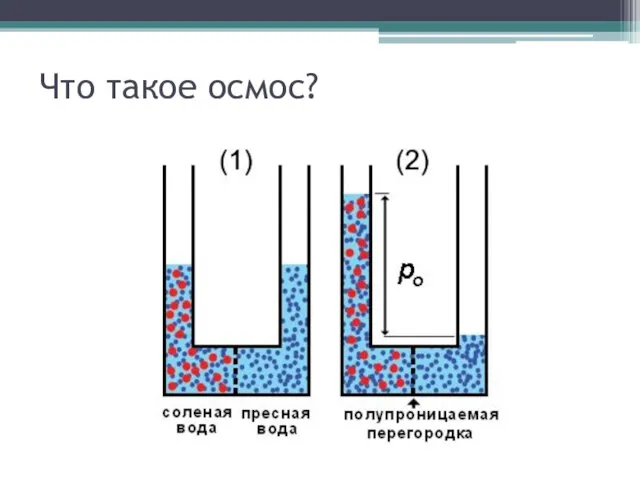 Что такое осмос?