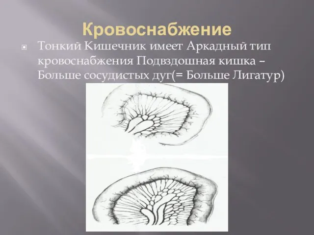 Кровоснабжение Тонкий Кишечник имеет Аркадный тип кровоснабжения Подвздошная кишка – Больше сосудистых дуг(= Больше Лигатур)