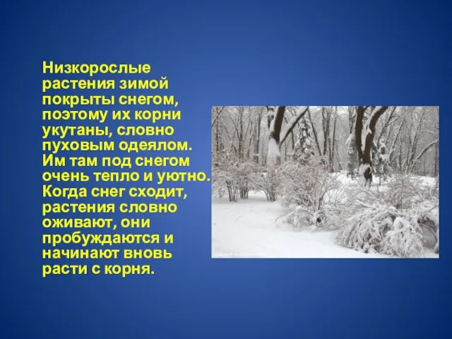 Низкорослые растения зимой покрыты снегом, поэтому их корни укутаны, словно пуховым