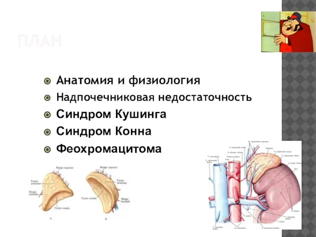 ПЛАН Анатомия и физиология Надпочечниковая недостаточность Синдром Кушинга Синдром Конна Феохромацитома