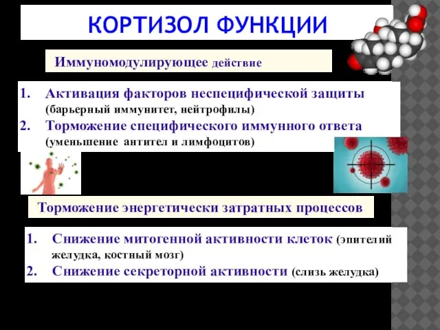 КОРТИЗОЛ ФУНКЦИИ Иммуномодулирующее действие Активация факторов неспецифической защиты (барьерный иммунитет, нейтрофилы)