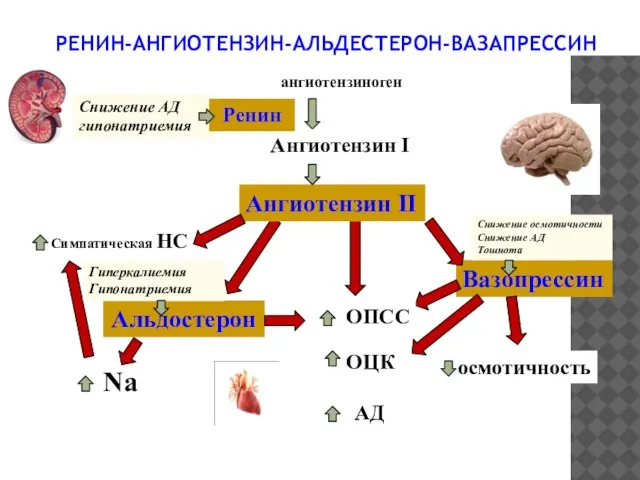 РЕНИН-АНГИОТЕНЗИН-АЛЬДЕСТЕРОН-ВАЗАПРЕССИН Вазопрессин АД ОЦК ангиотензиноген Ангиотензин I Ангиотензин II Альдостерон ОПСС