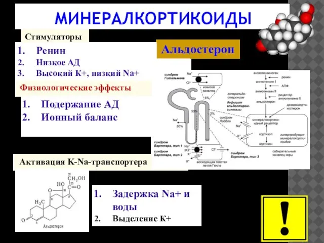 МИНЕРАЛКОРТИКОИДЫ Стимуляторы Задержка Na+ и воды Выделение К+ Активация K-Na-транспортера Ренин