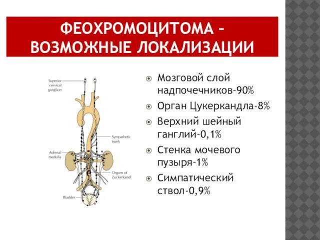 ФЕОХРОМОЦИТОМА – ВОЗМОЖНЫЕ ЛОКАЛИЗАЦИИ Мозговой слой надпочечников-90% Орган Цукеркандла-8% Верхний шейный