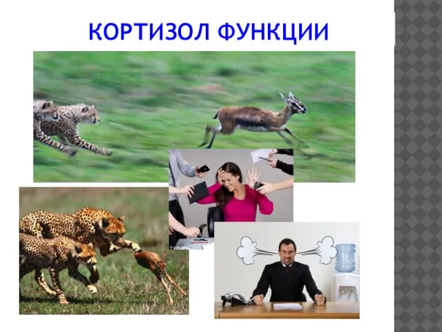 КОРТИЗОЛ ФУНКЦИИ