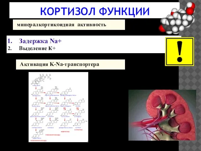 КОРТИЗОЛ ФУНКЦИИ минералкортикоидная активность Задержка Na+ Выделение К+ Активация K-Na-транспортера