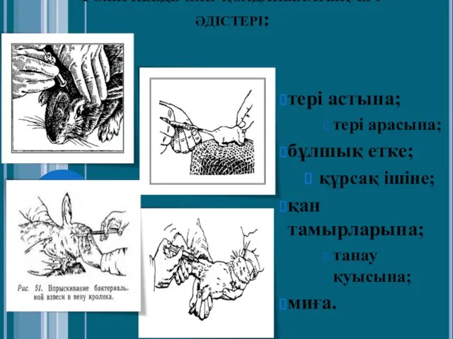 Тәжірибеде жиі қолданылатың егу әдістері: тері астына; тері арасына; бұлшық етке;