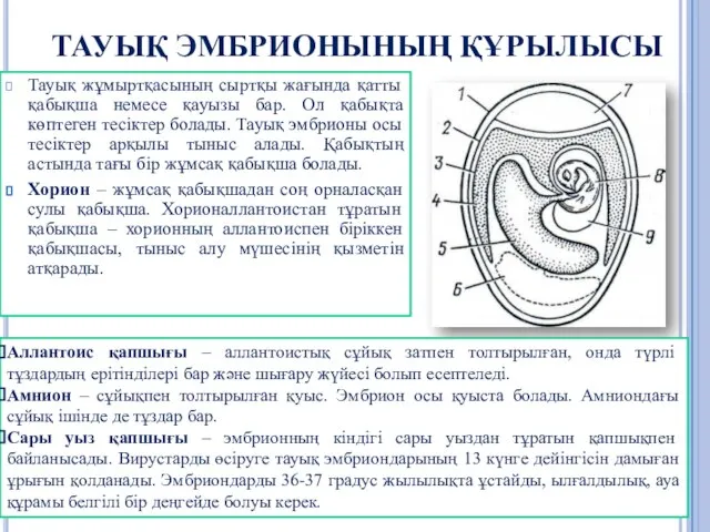 ТАУЫҚ ЭМБРИОНЫНЫҢ ҚҰРЫЛЫСЫ Тауық жұмыртқасының сыртқы жағында қатты қабықша немесе қауызы