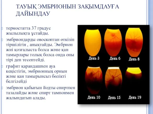 ТАУЫҚ ЭМБРИОНЫН ЗАҚЫМДАУҒА ДАЙЫНДАУ термостатта 37 градус жылылықта ұстайды. эмбриондарды овоскоптан