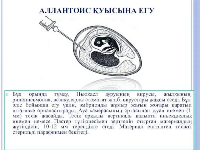 АЛЛАНТОИС ҚУЫСЫНА ЕГУ Бұл орында тұмау, Ньюкасл ауруының вирусы, жылқының ринопневмония,