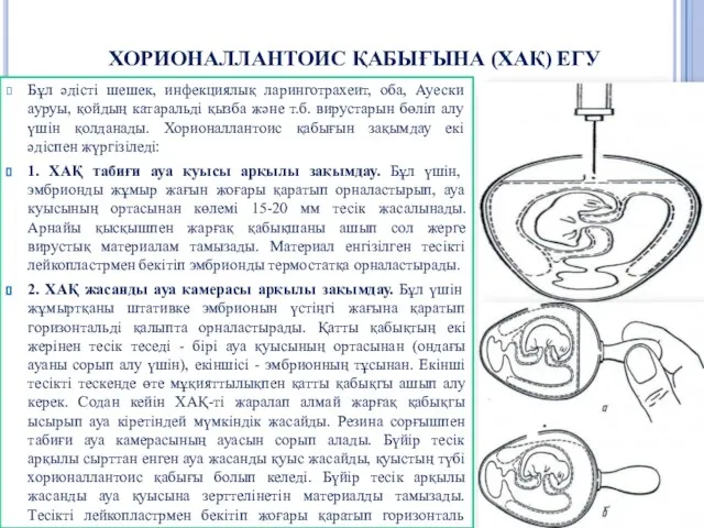 ХОРИОНАЛЛАНТОИС ҚАБЫҒЫНА (ХАҚ) ЕГУ Бұл әдісті шешек, инфекциялық ларинготрахеит, оба, Ауески