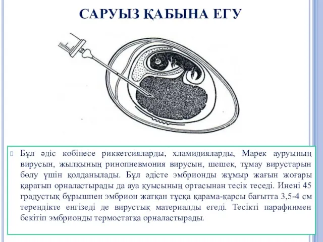 САРУЫЗ ҚАБЫНА ЕГУ Бұл әдіс көбінесе риккетсияларды, хламидияларды, Марек ауруының вирусын,