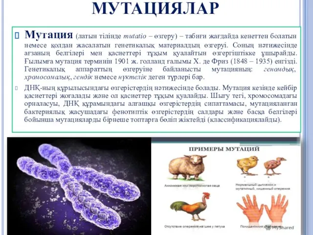 МУТАЦИЯЛАР Мутация (латын тілінде mutatіo – өзгеру) – табиғи жағдайда кенеттен