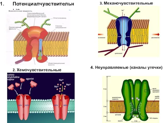 Потенциалчувствительные 2. Хемочувствительные 3. Механочувствительные 4. Неуправляемые (каналы утечки)