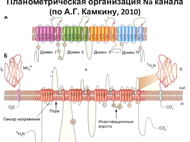 Планометрическая организация Na канала (по А.Г. Камкину, 2010)