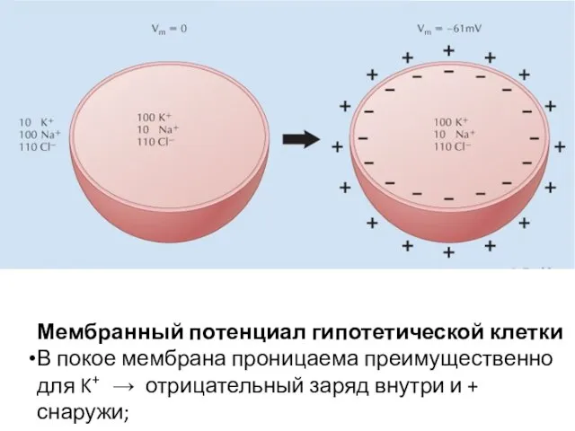 Мембранный потенциал гипотетической клетки В покое мембрана проницаема преимущественно для K+