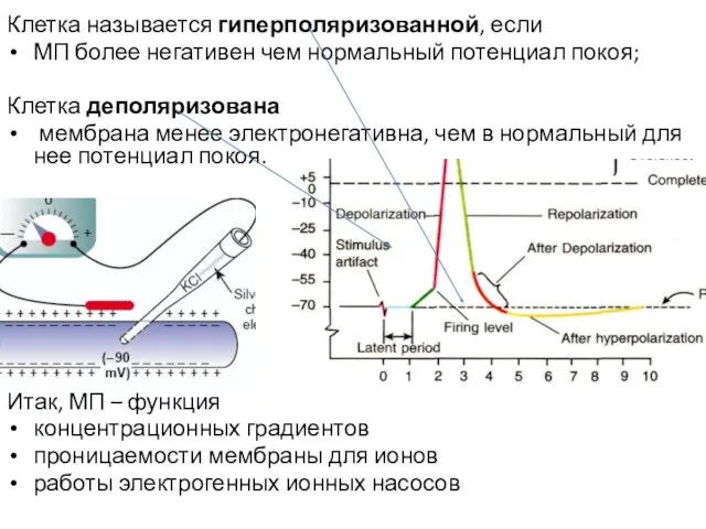 Клетка называется гиперполяризованной, если МП более негативен чем нормальный потенциал покоя;