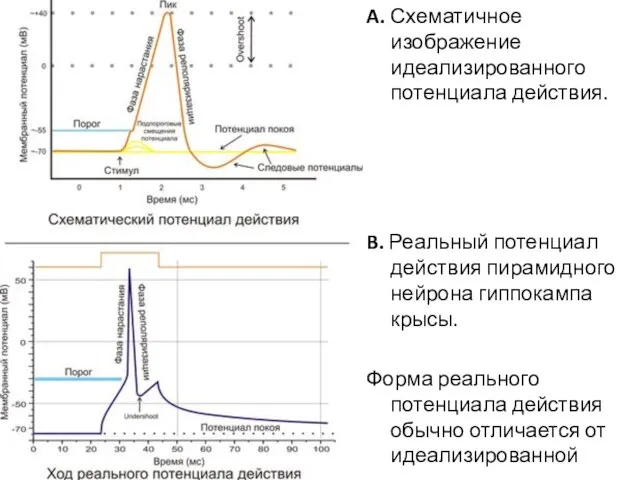 A. Схематичное изображение идеализированного потенциала действия. B. Реальный потенциал действия пирамидного