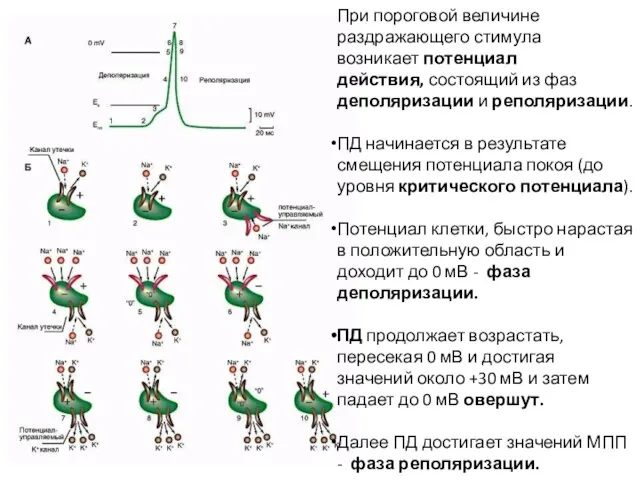 При пороговой величине раздражающего стимула возникает потенциал действия, состоящий из фаз