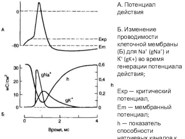 А. Потенциал действия Б. Изменение проводимости клеточной мембраны (Б) для Na+