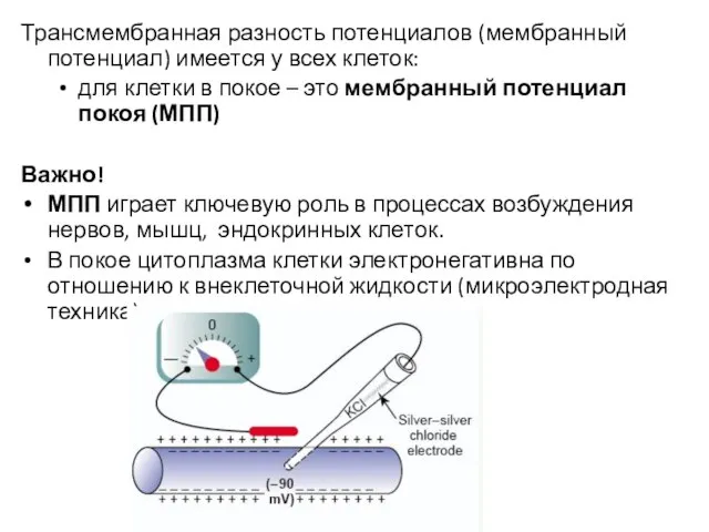 Трансмембранная разность потенциалов (мембранный потенциал) имеется у всех клеток: для клетки