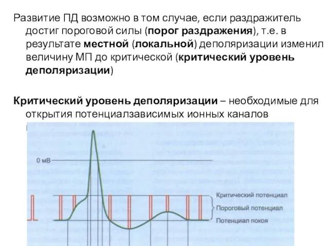 Развитие ПД возможно в том случае, если раздражитель достиг пороговой силы